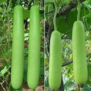 bottle gourd hybrid seeds 20 seeds (high germination)
